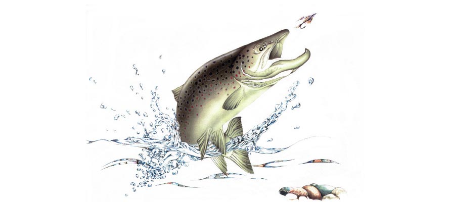 Fisch Illustration